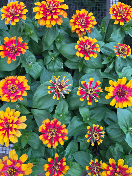 Zinnia Swizzle Scarlet and Yellow