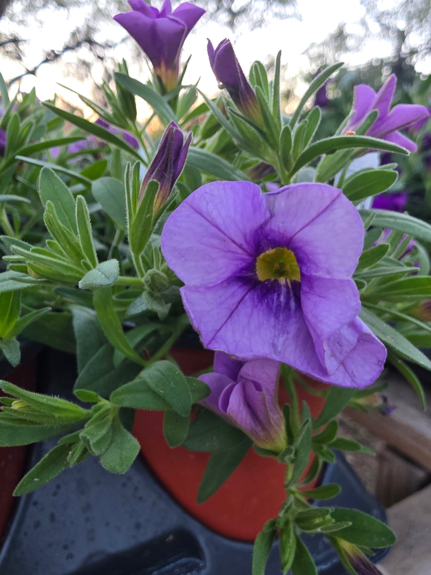 Calibrachoa Cabaret lavender