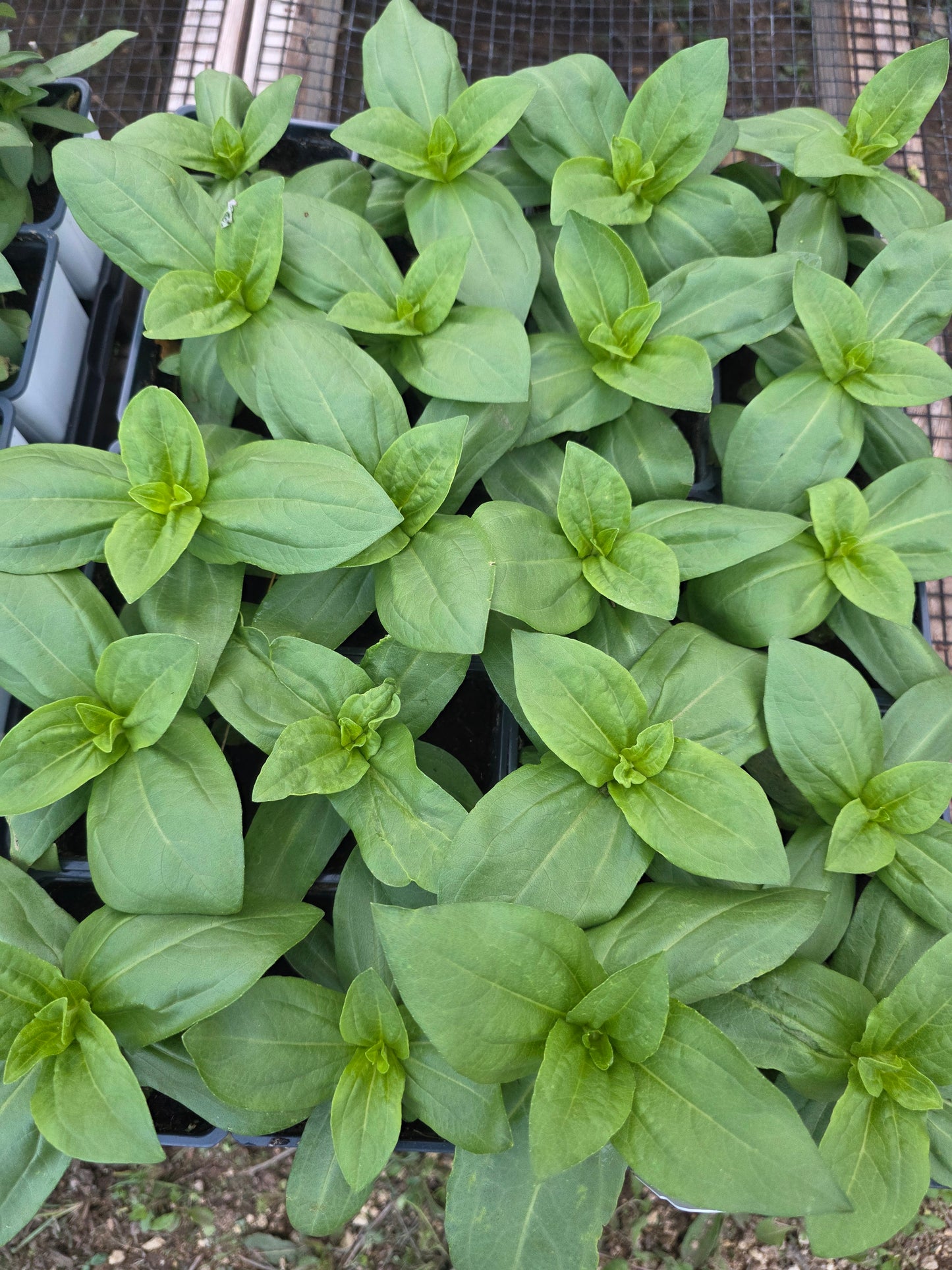 Zinnia Swizzle Cherry and Ivory
