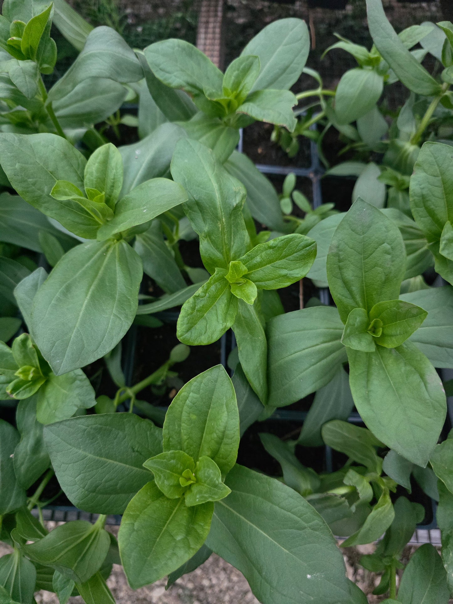 Zinnia Zinderella purple