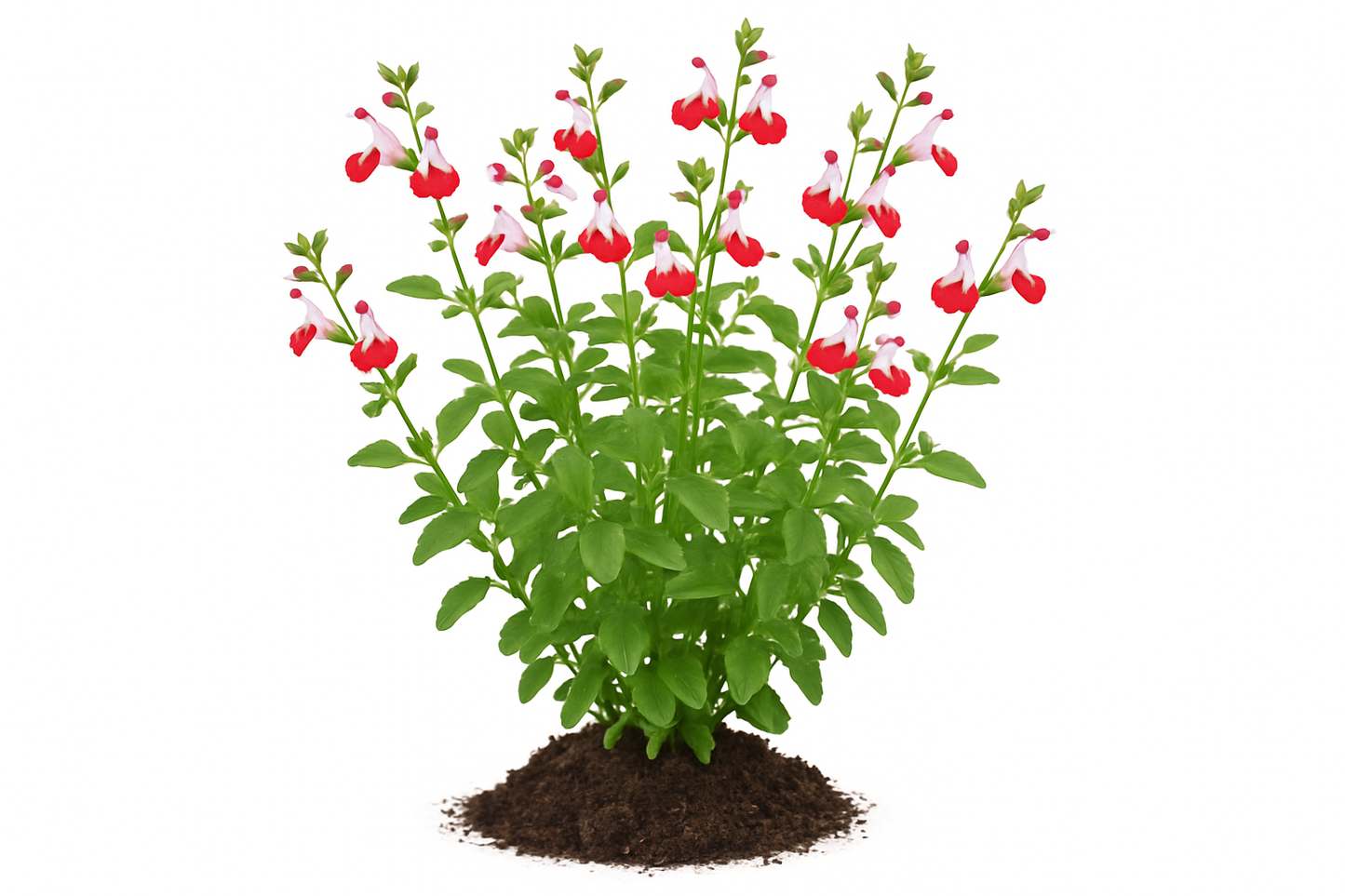Sage Hot LipsShow the entire, mature plant upright with true-to-type, healthy foliage, and in a small clump of natural soil. Use a solid, clean white background in a high-detail, fresh botanical catalog style for an online store.