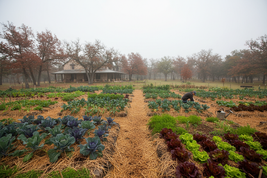November Garden Guide for Central Texas: Cool-Season Planting