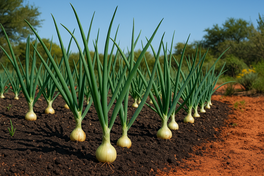 Onion Growing Guide for Central Texas
