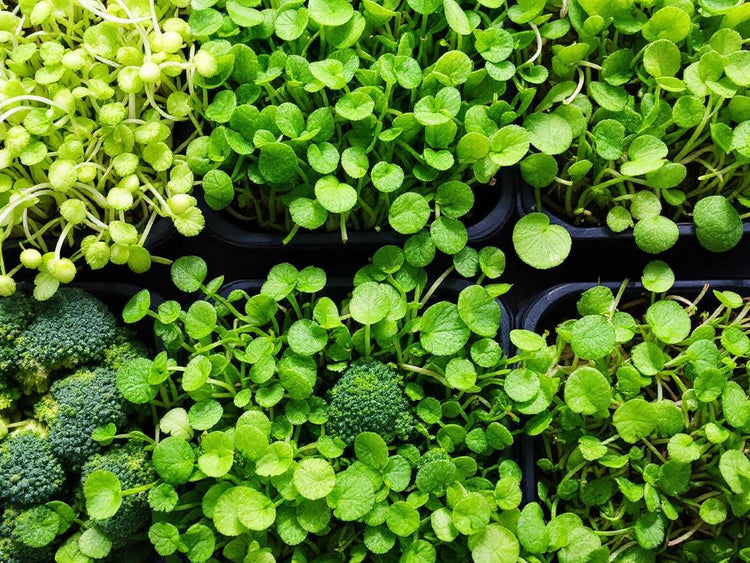 Microgreens and Sprouts