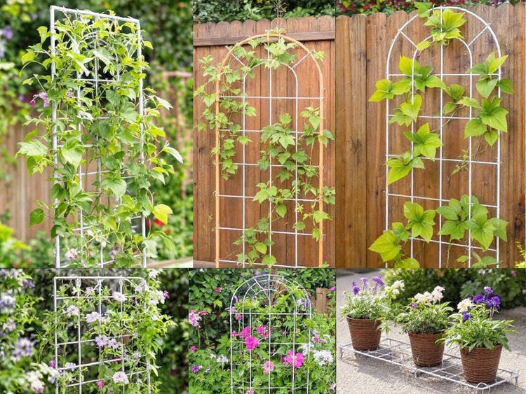 Plant Supports & Trellises