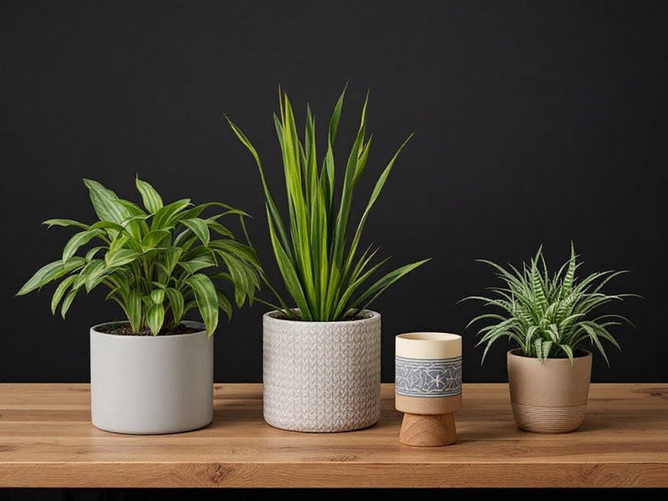 Medium Planters