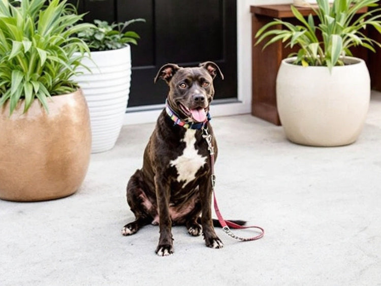 Pet-Friendly Planters