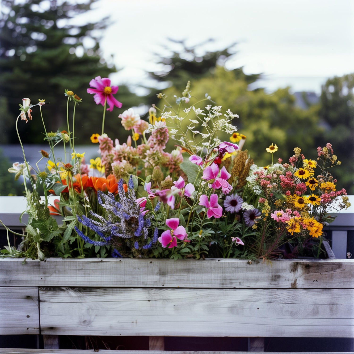 Plant Care Essentials