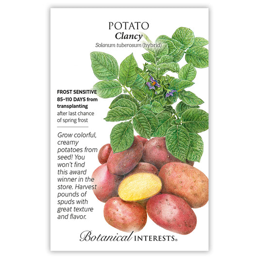 Potato Clancy hybrid