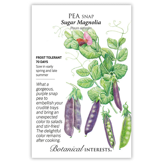 Pea Snao purple Sugar Magnolia
