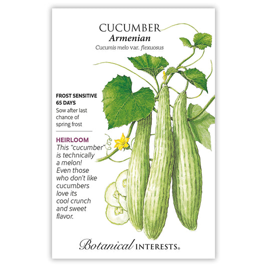 Cucumber Armenian