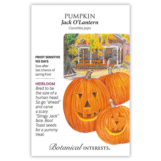 Pumpkin  Jack O'Lantern