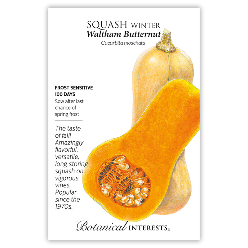 Squash Winter Waltham Butternut