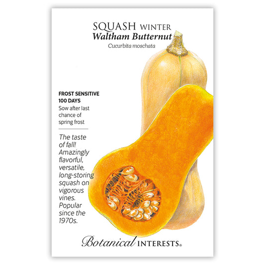 Squash Winter Waltham Butternut