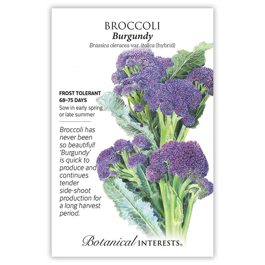 Broccoli  Burgandy