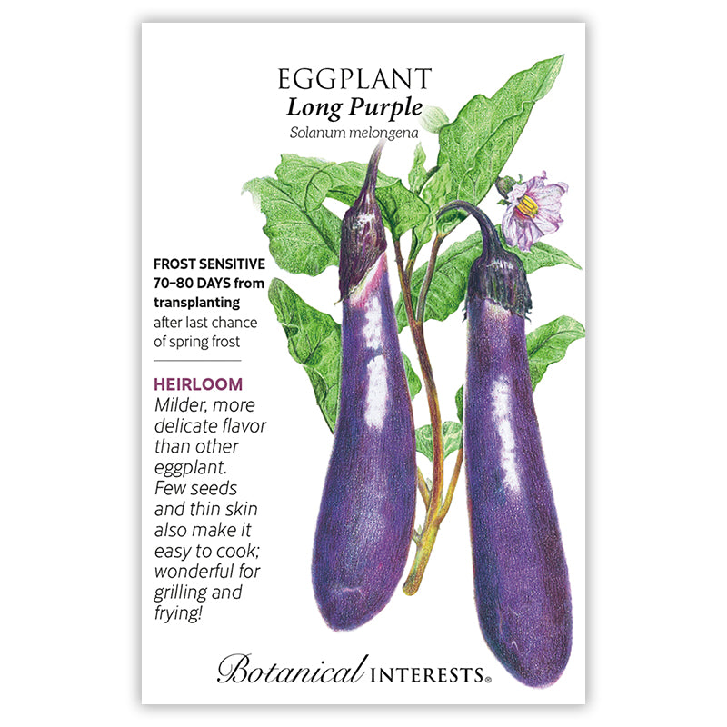 Eggplant Long Purple