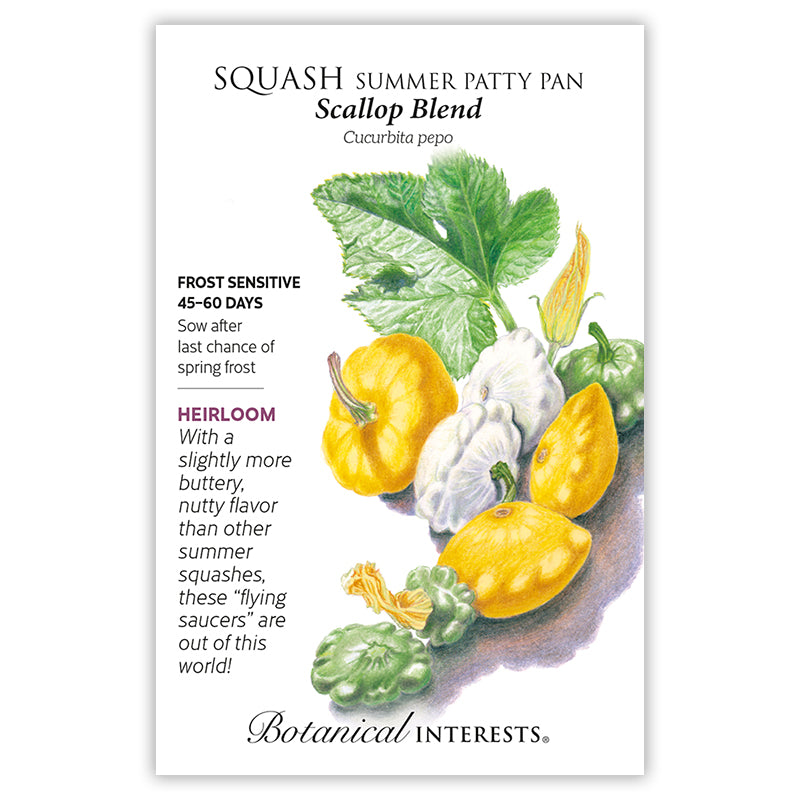 Squash Summer Scallop Blend