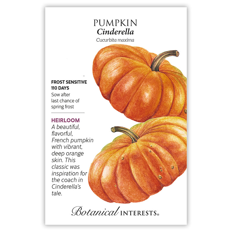 Pumpkin French Cinderella