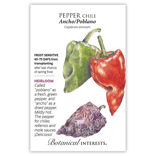 Pepper Chile Ancho/Poblano