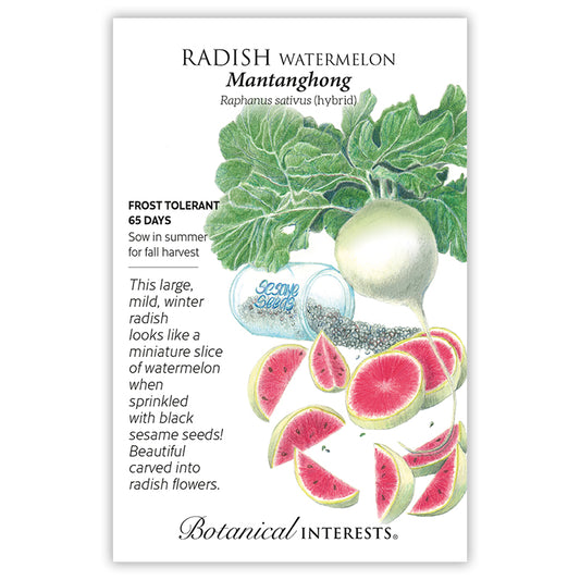 Radish Watermelon Hybrid