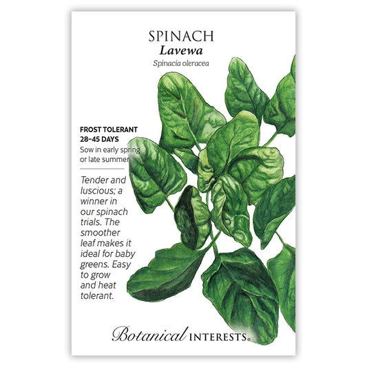 Spinach  Lavewa