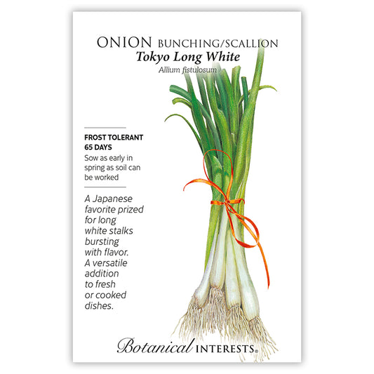 Onion Bunching  White Tokyo Long