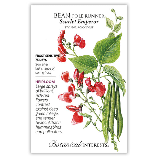 Bean Pole Runner Scarlet Emperor