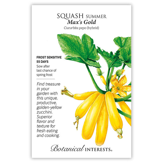 Squash Summer Max's Gold Hybrid
