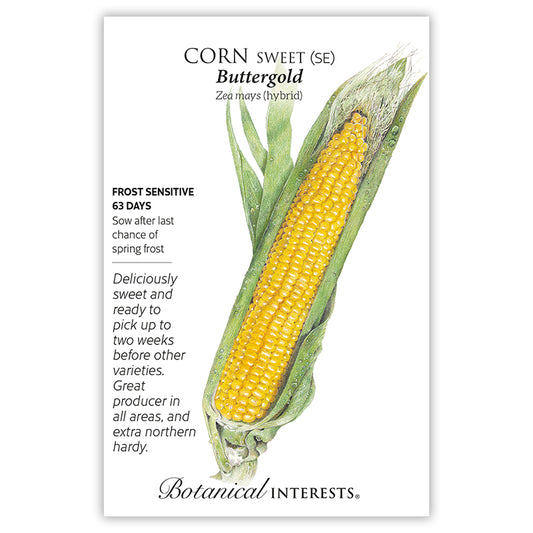 Corn Sweet Yellow Buttergold
