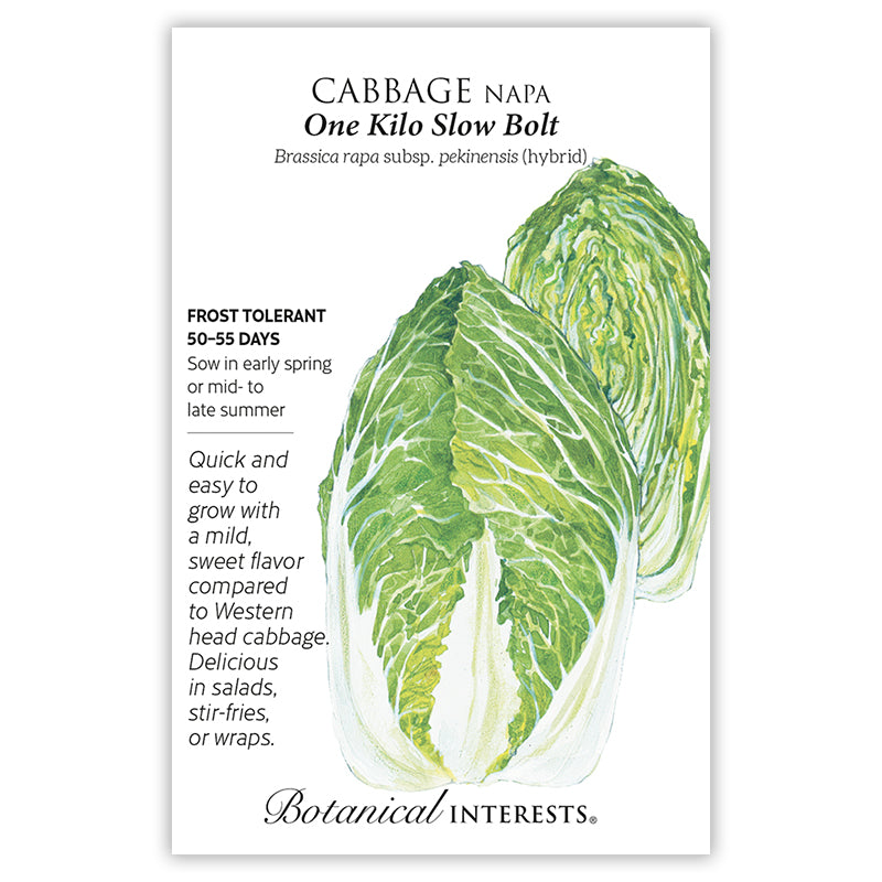 Cabbage Chinese Napa One Kilo Hybrid