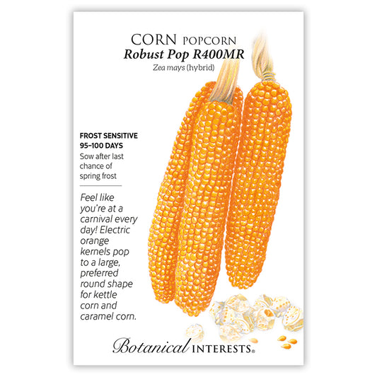 Corn Popcorn Robust Pop Hybrid