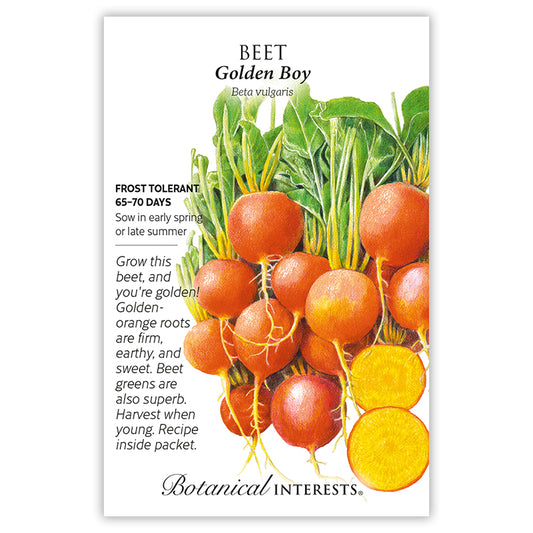 Beet Gold Golden Boy
