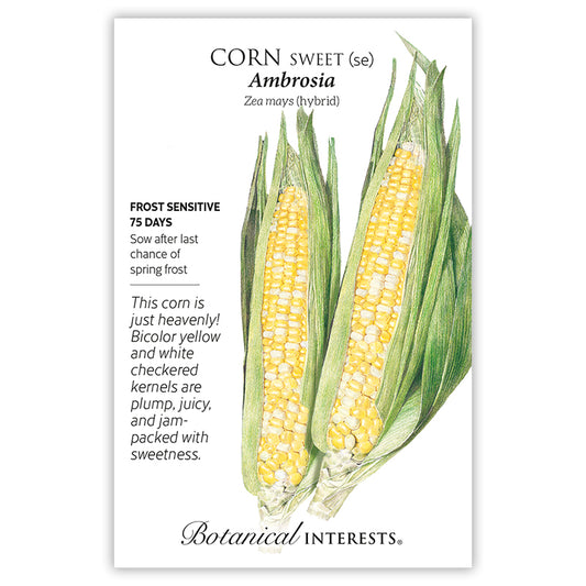 Corn Sweet (bicolor) Ambrosia Hybrid