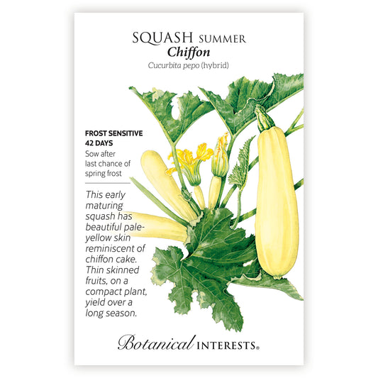 Squash Summer Chiffon Hybrid