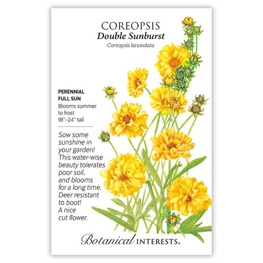 Coreopsis Double Sunburst