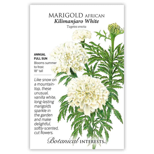 Marigold African Kilimanjaro White