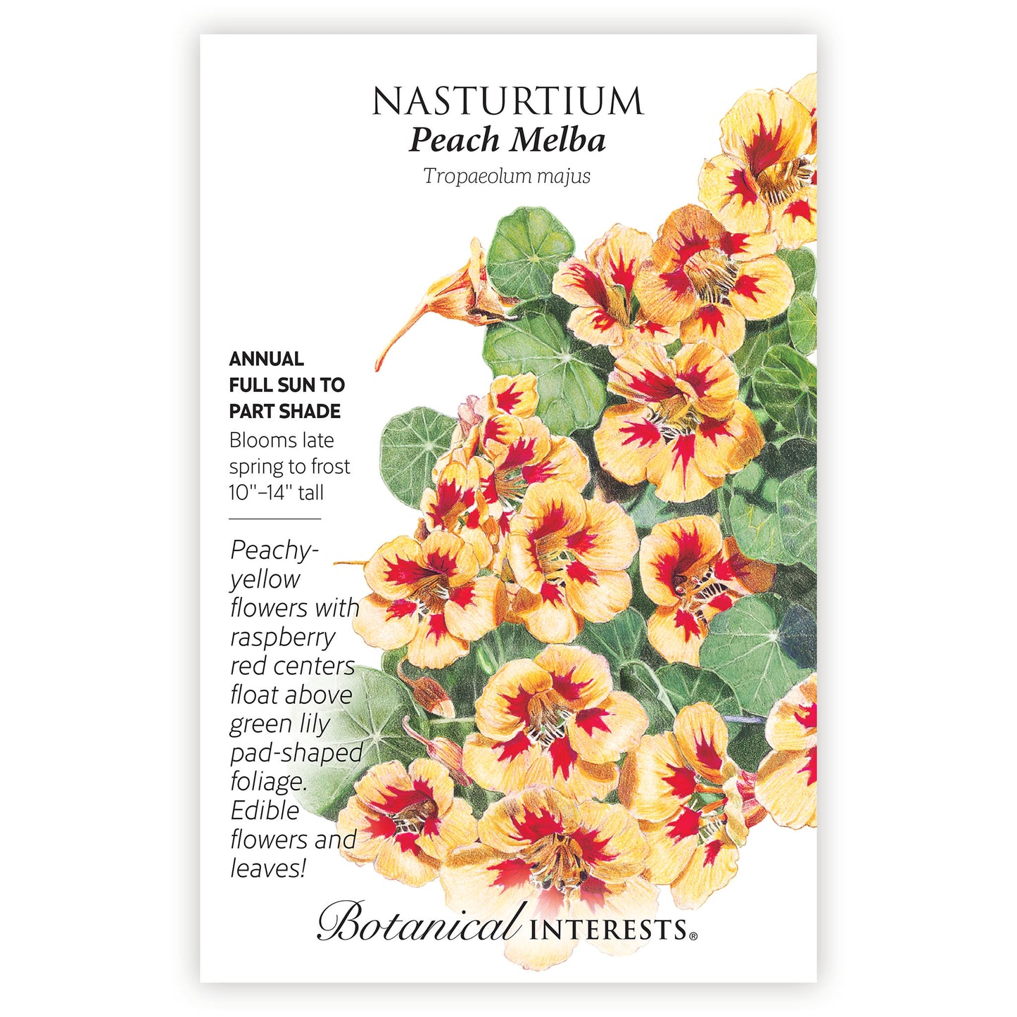 Nasturtium Peach Melba