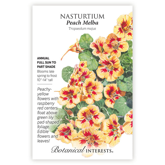Nasturtium Peach Melba