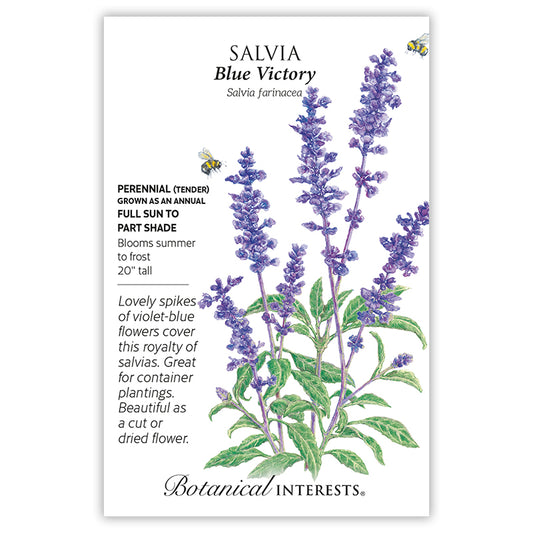 Salvia Blue Victory