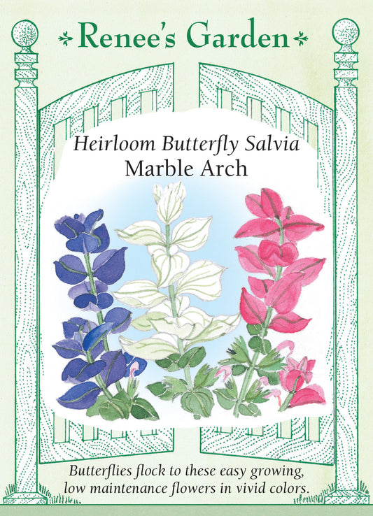 Salvia Marble Arch