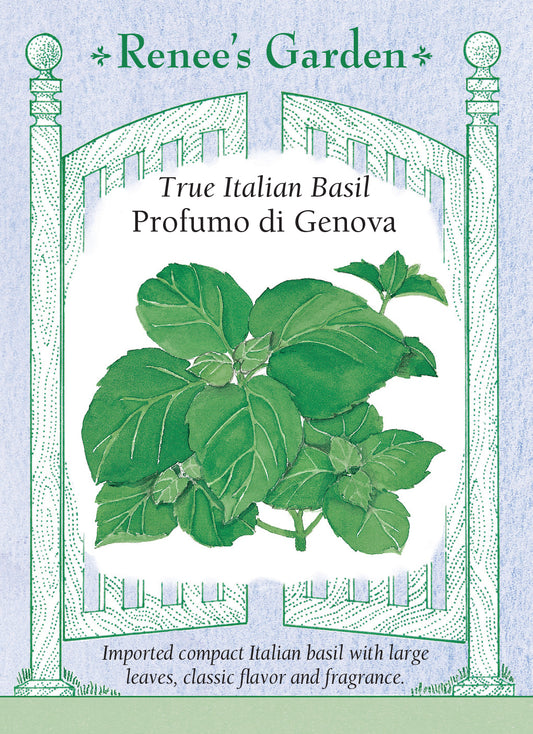 Basil Profumo di Genova