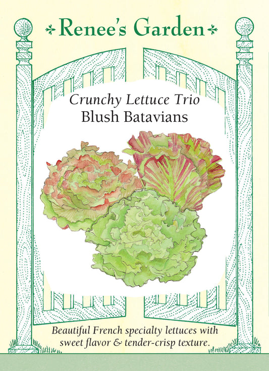 Lettuce Blush Batavian Trio