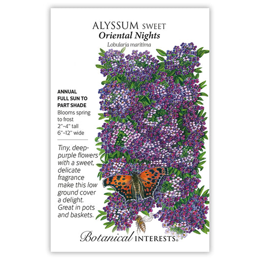 Alyssum Oriental Night