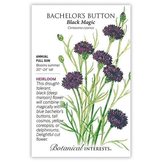 Bachelor Button Black Magic