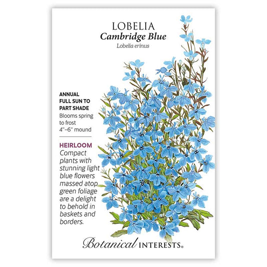 Lobelia Cambridge Blue