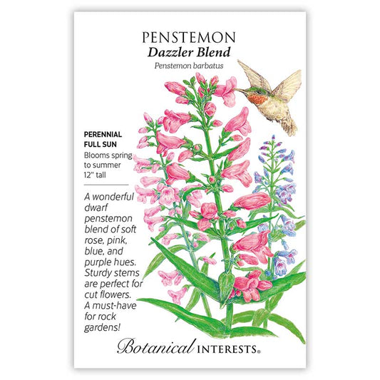 Penstemon Dazzler Blend