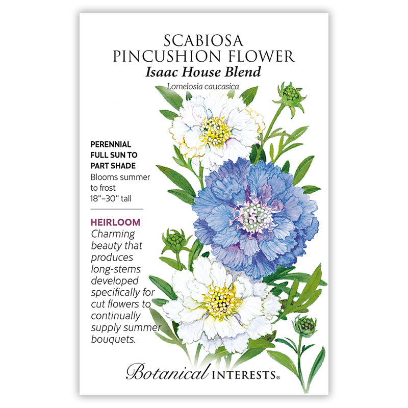 Scabiosa Issaac House Blend