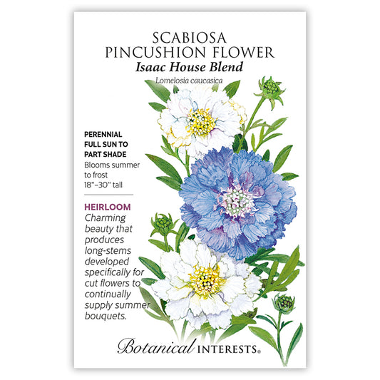 Scabiosa Issaac House Blend