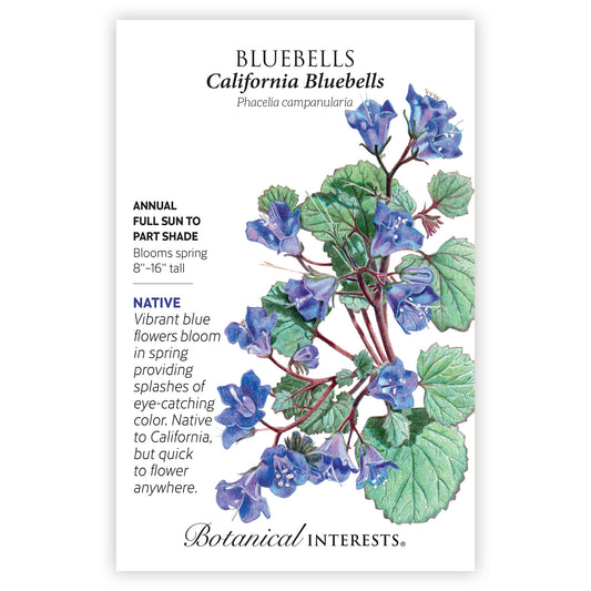 Bluebells California
