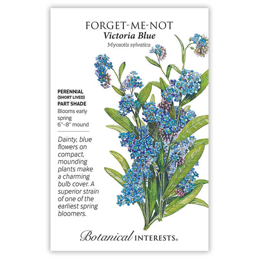 Forget Me Not Victoria Blue